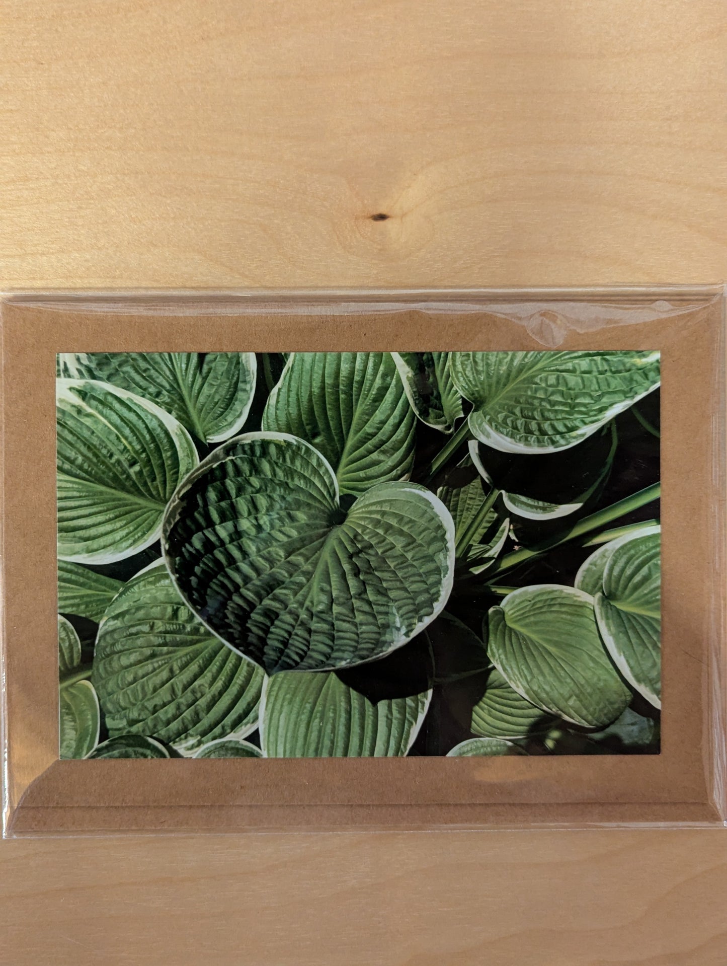 Greeting Card: Hosta N4-029