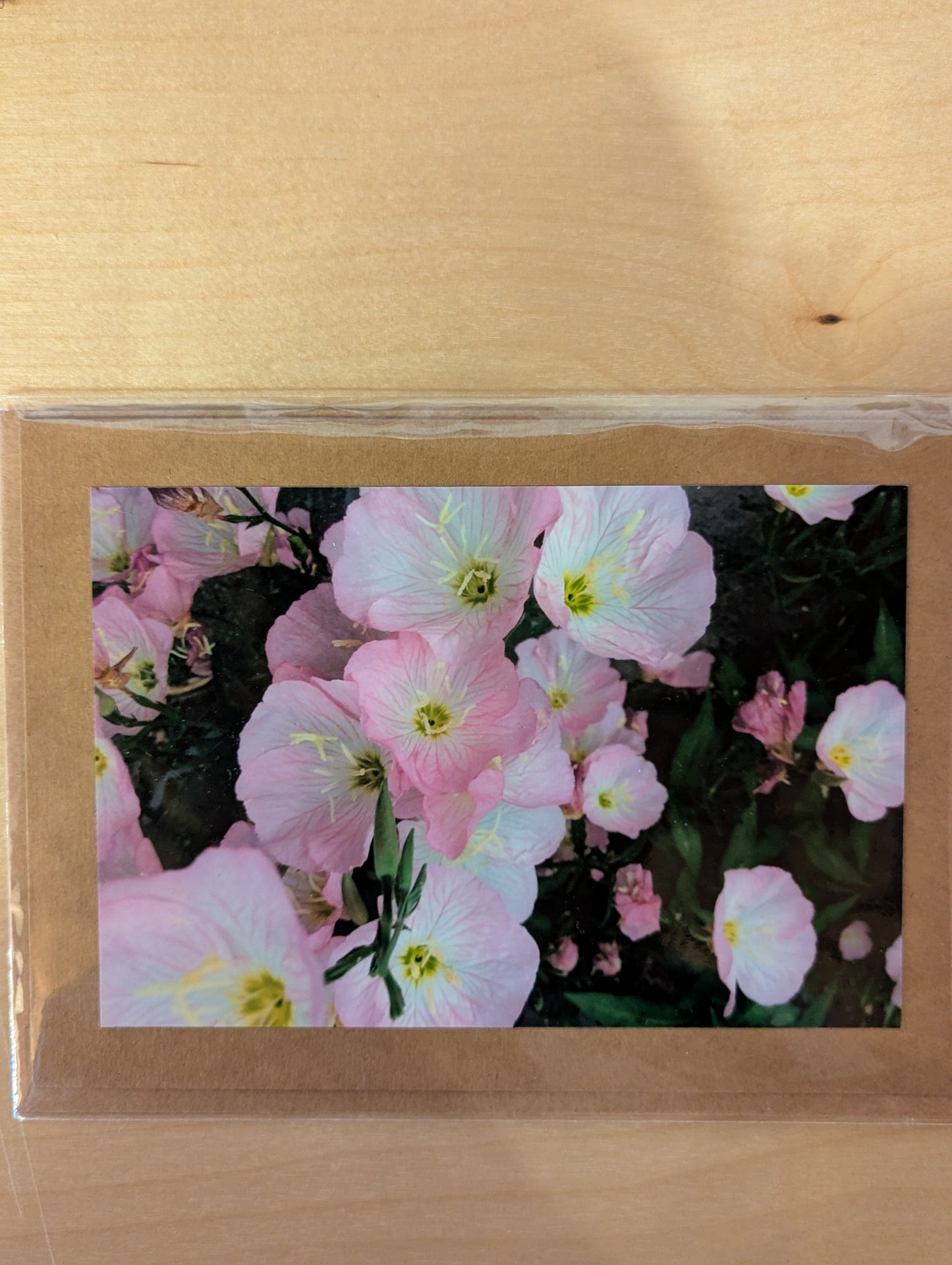 Greeting Card: Evening Primrose N4-031