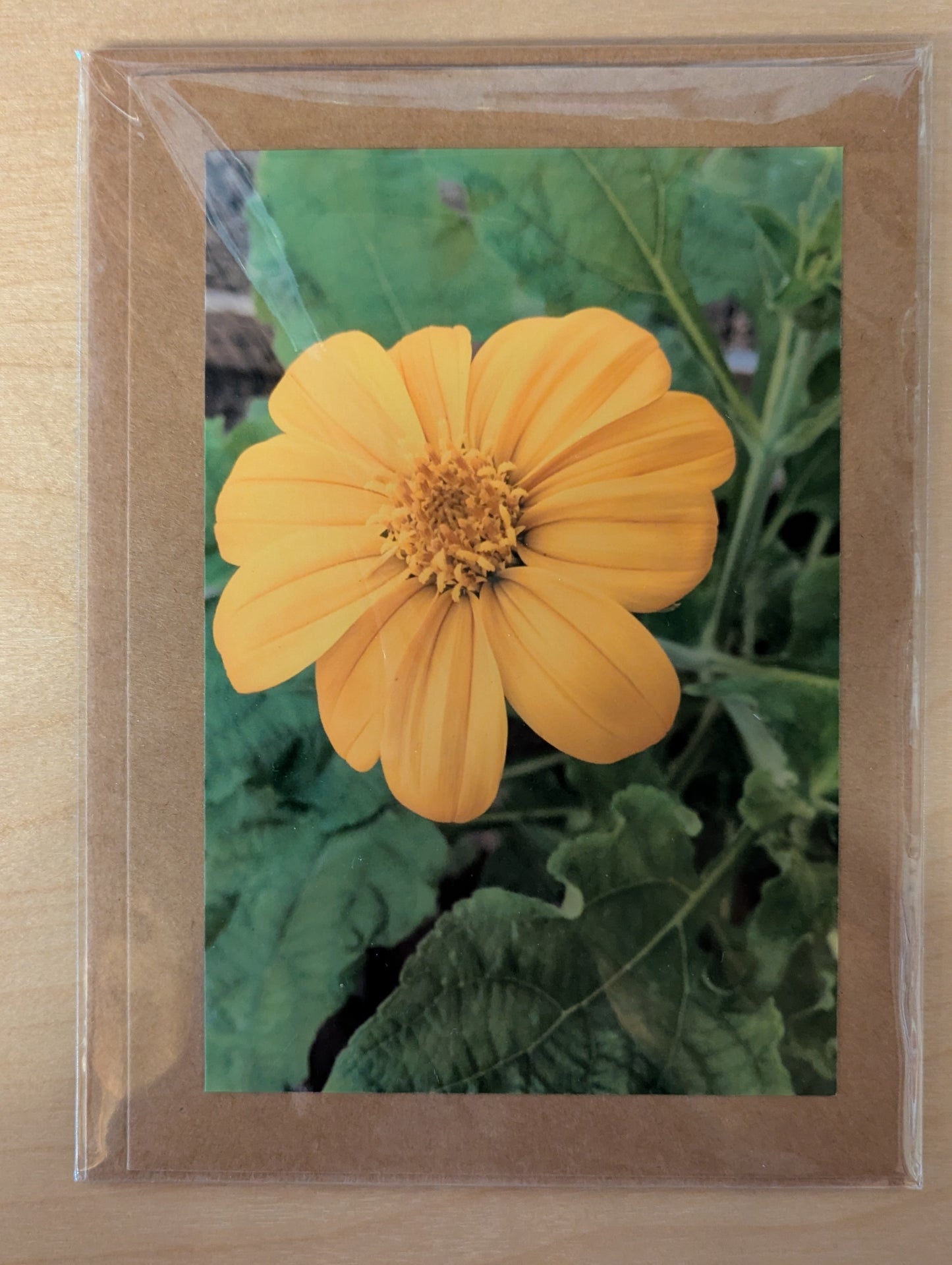 Greeting Card: Mexican Sunflower N4-033