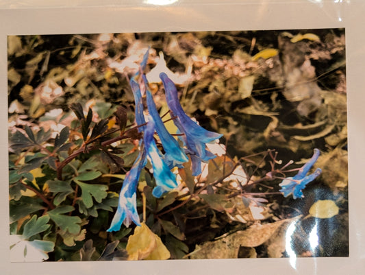 Card: Columbine
