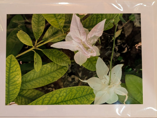 Card: Columbine in White