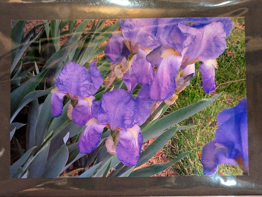 Card: Iris