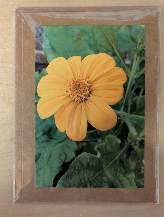 Greeting Card: Mexican Sunflower N4-033