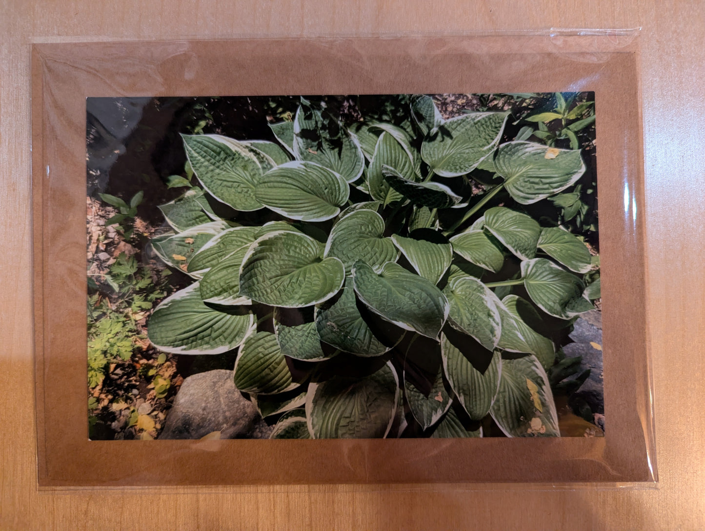 Greeting card: Garden Hosta N4-038
