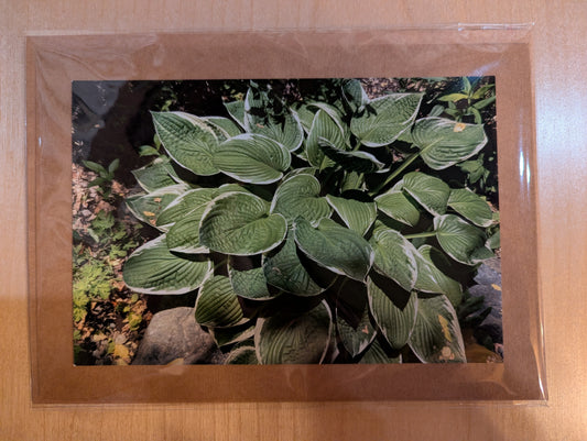 Greeting card: Garden Hosta N4-038
